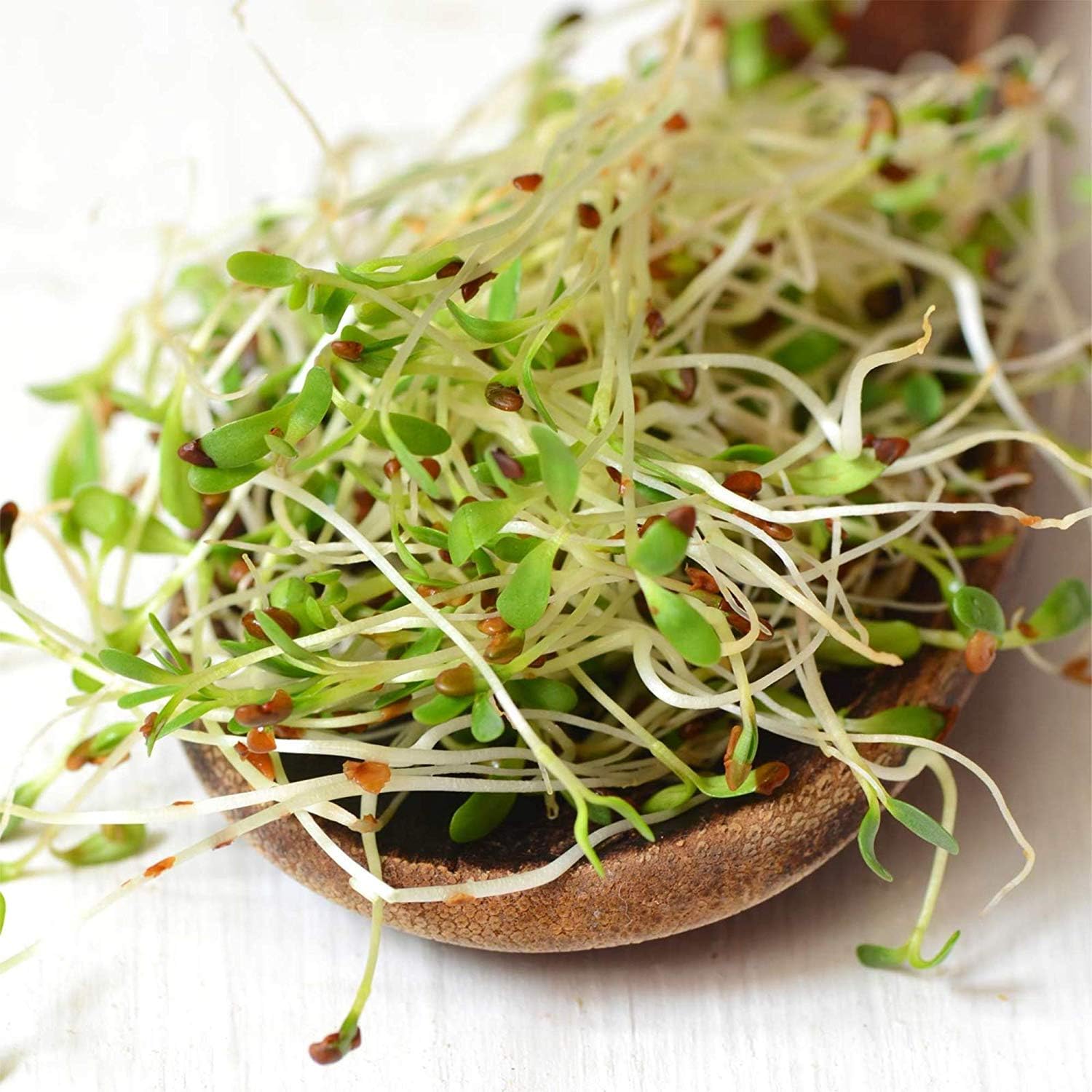 Handy Pantry Certified Organic Alfalfa Sprouting Seed 2.5 Lbs High Sprout | Germination- Gardening, Growing Salad