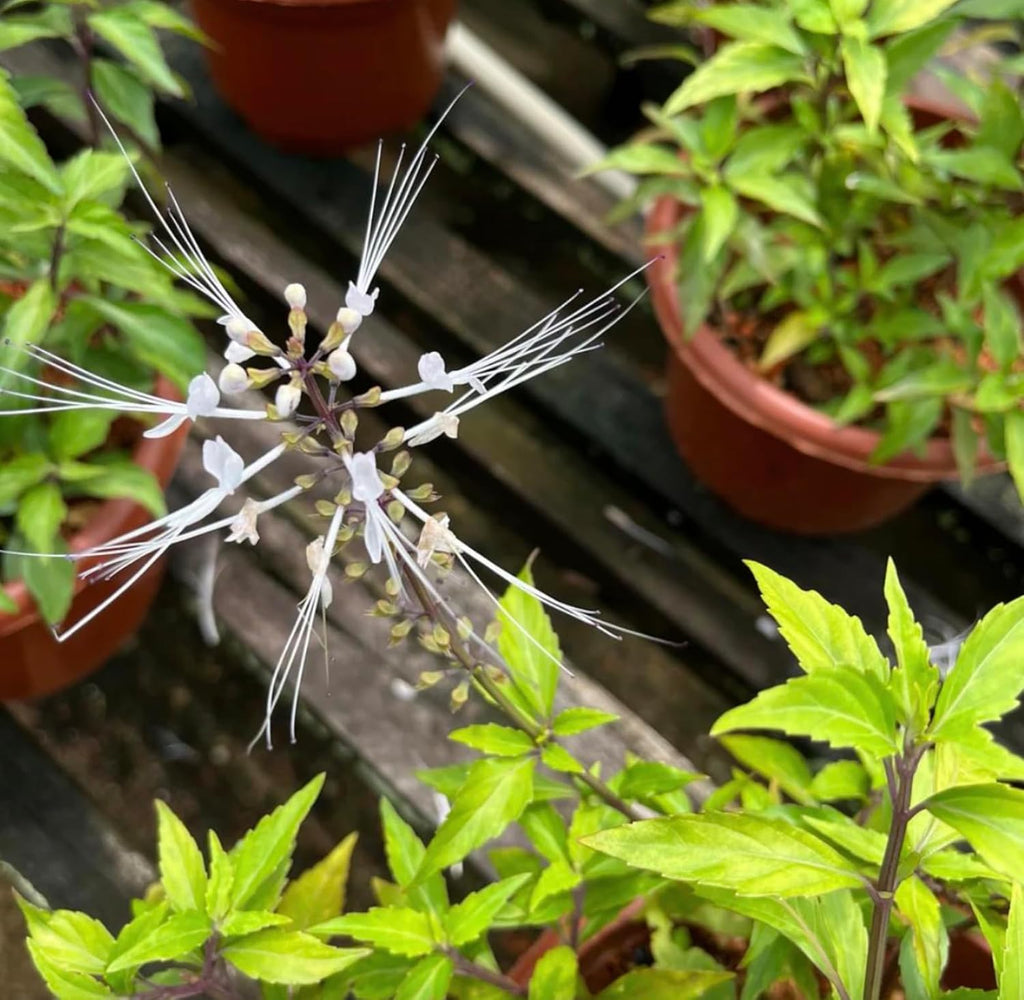 White Cat Whiskers Live Plants - Pack of 2 - Orthosiphon Stameneus - Kidneys Tea Plant - Java Tea Perennial Flowering