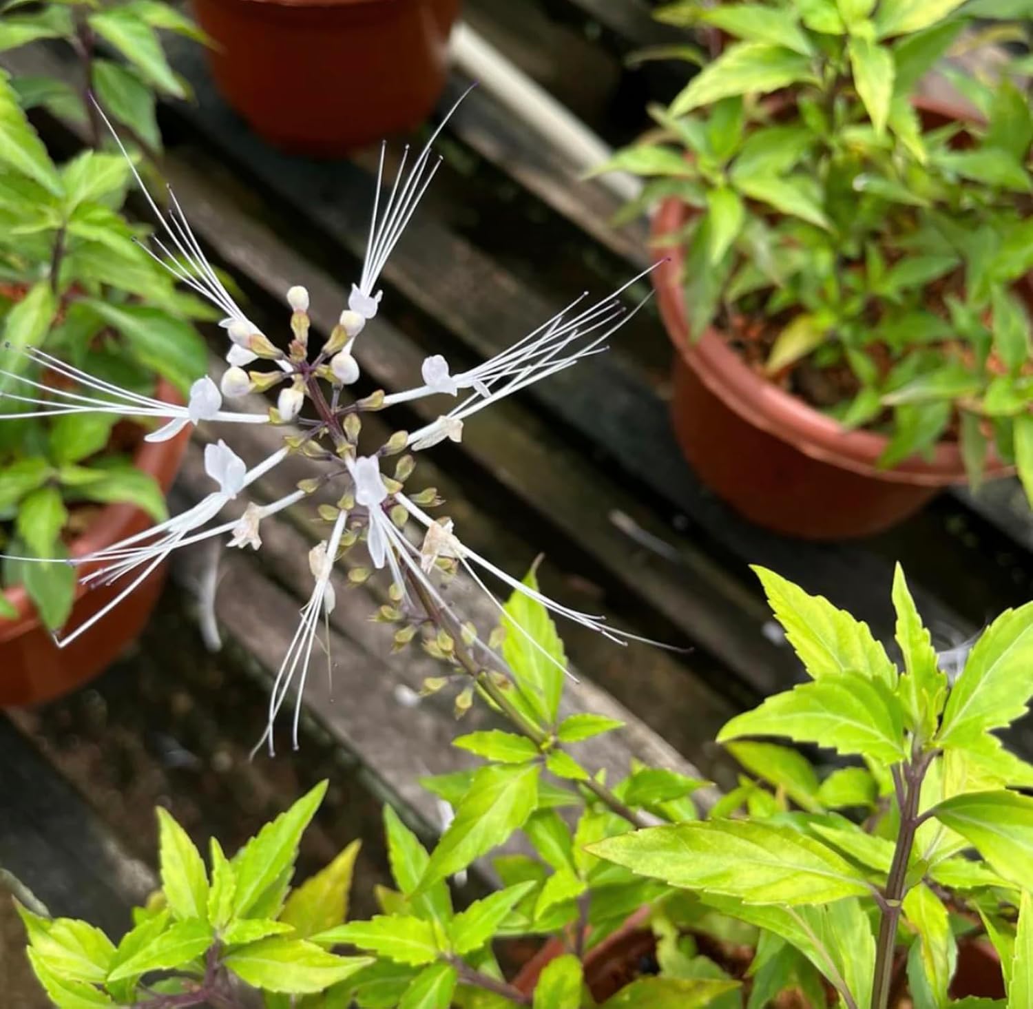 White Cat Whiskers Live Plants - Pack of 2 - Orthosiphon Stameneus - Kidneys Tea Plant - Java Tea Perennial Flowering
