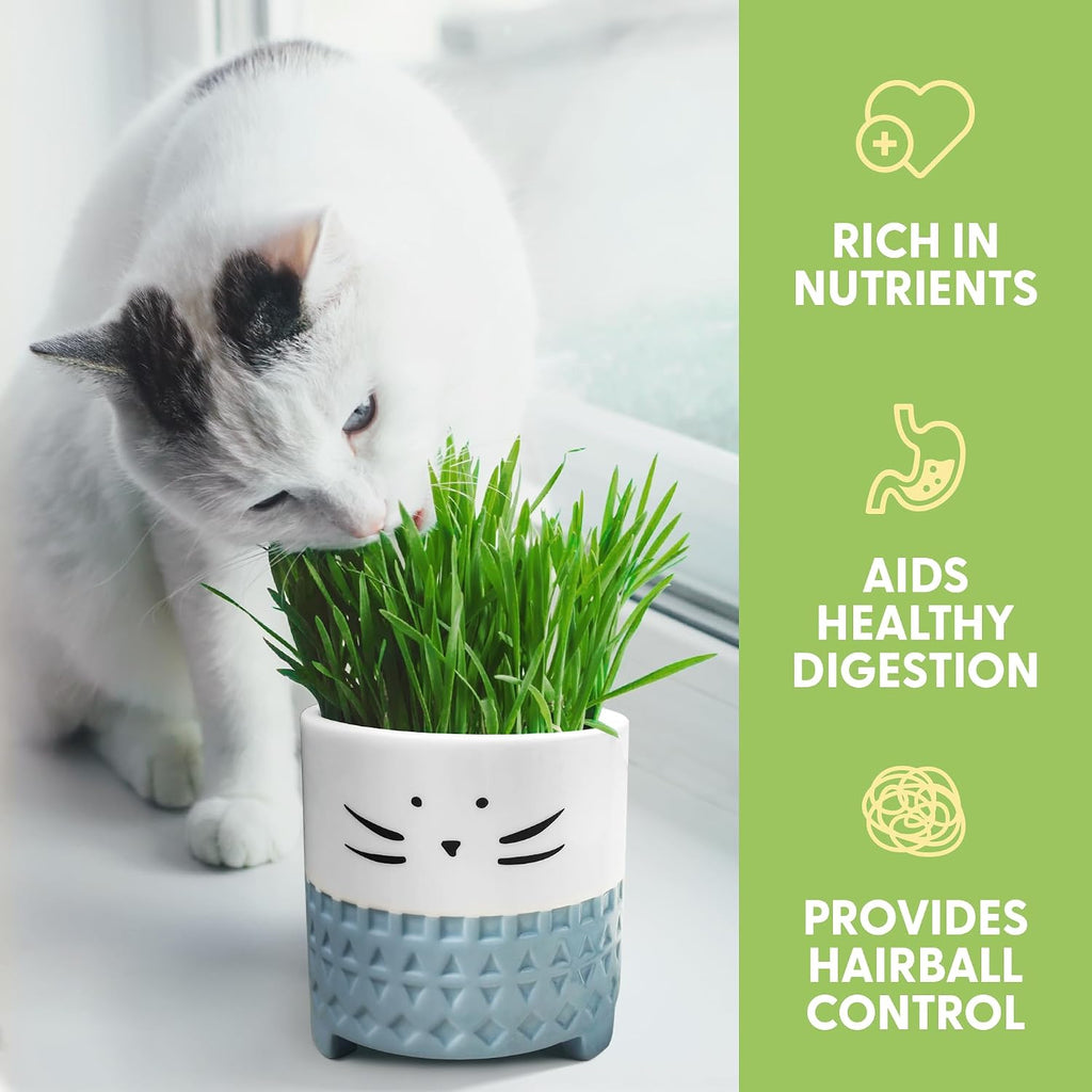 The Cat Ladies Cat Grass for Indoor Cats, Cat Grass Growing Kit with Organic Cat Grass Seed Mix, Soil and Ceramic Cat