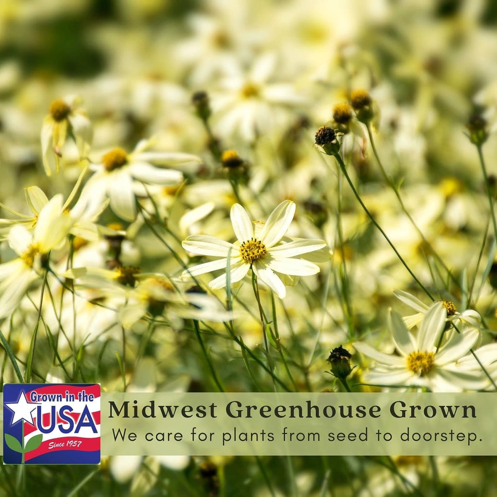 Clovers Garden Coreopsis Moonbeam (Tickseed) Plants – Two (2) Live Plants – Non-GMO - Not Seeds - Each 4" to 8" Tall –
