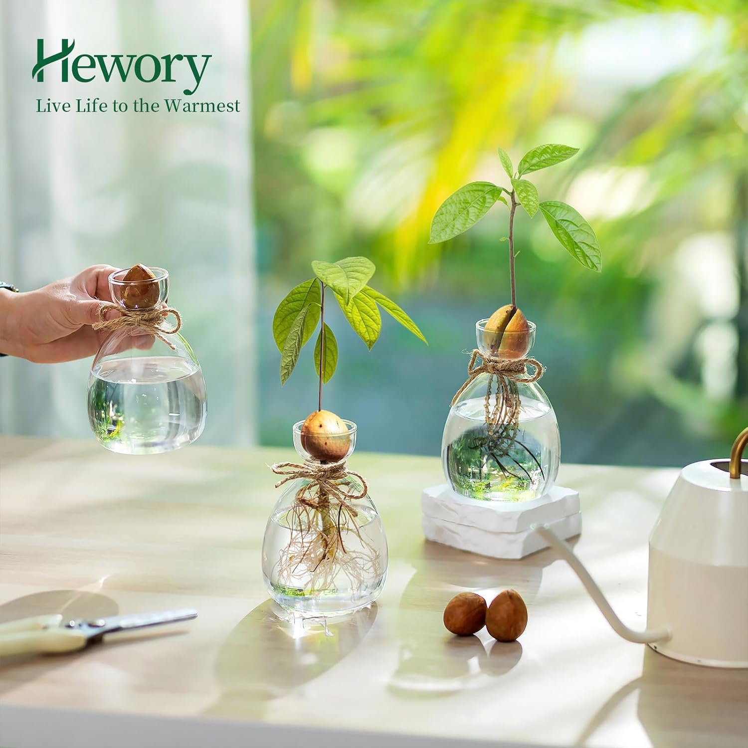 Hewory Avocado Seed Starter Vase: 3Pcs Glass Avocado Planter for Growing | Acorn Pit Sprouting Vases, Tree Pots