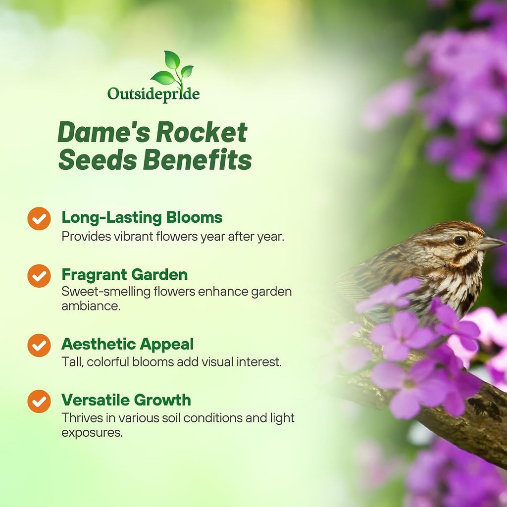 Outsidepride Dame's Rocket Flower Seeds - 1 Lb. Perennial, Easy to Grow, Deer Resistant & Self-Seeding Wildflower Seeds