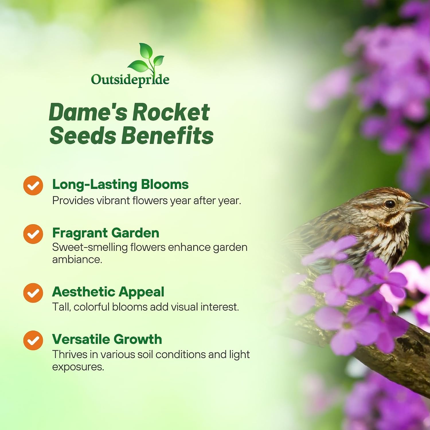 Outsidepride Dame's Rocket Flower Seeds - 1 Lb. Perennial, Easy to Grow, Deer Resistant & Self-Seeding Wildflower Seeds