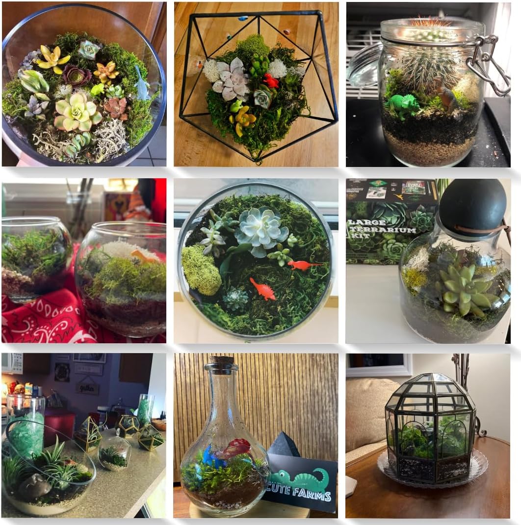 Terrarium Starter Kit | Moss, Vermiculite, Soil, Pebbles, Plant Food, & Finishing Tools (Large Kit + Live Plants +