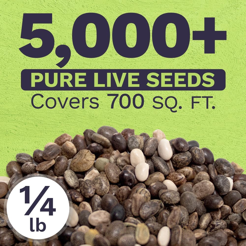 Russell Lupine Seeds – Bulk Quarter Pound Bag – Over 5,000 Open Pollinated Non-GMO Perennial Wildflower Seeds – Lupinus