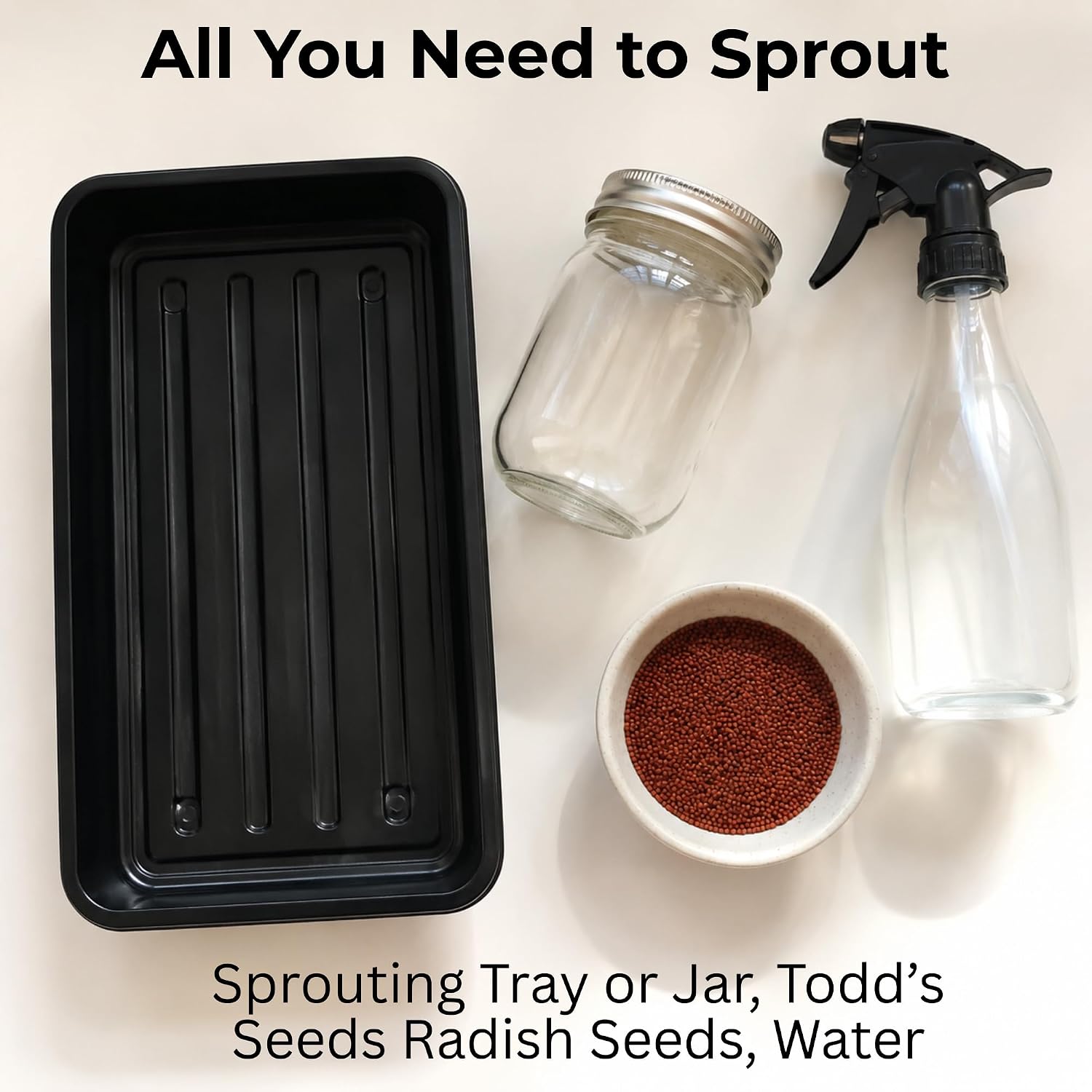 Todd's Seeds Rambo Radish Sprouting Seeds, 1/2 lb – Non-GMO | Striking red/purple sprouts. Ready in 5 days. High