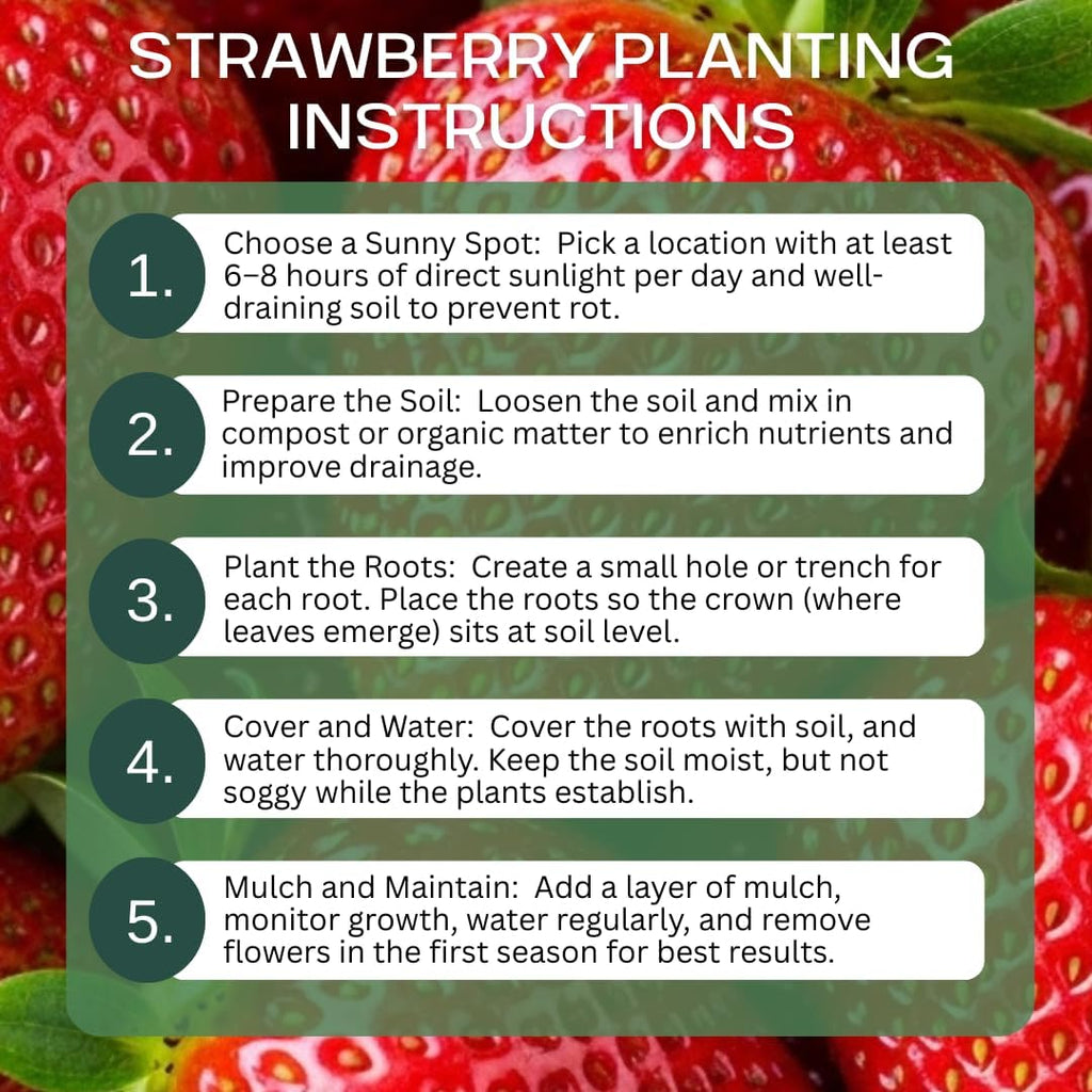 Ruby Giant Strawberry Plants – Extra Large Sweet Strawberries – High Yield Strawberry Runners – Big Fruit, Easy to Grow