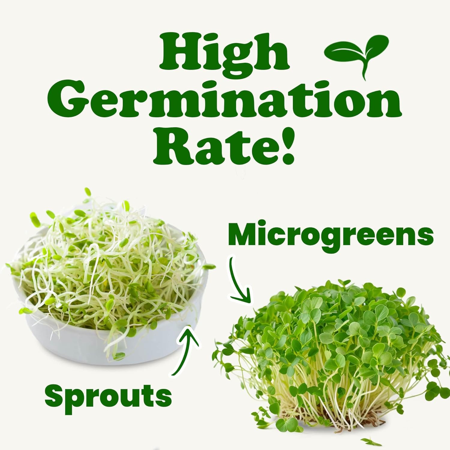 Food to Live Organic Clover Seeds for Sprouting, 3 Pounds Non-GMO, Pure, Vegan, Kosher, Bulk. Edible Seeds. Rich in