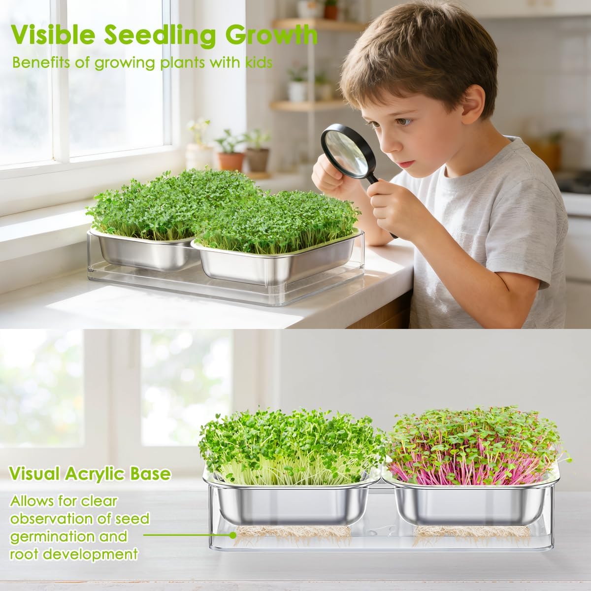 FANHAO Upgraded Visual Seed Sprouter Tray, Stainless Steel Soil-Free Cultivation Germination Tray with Acrylic Base