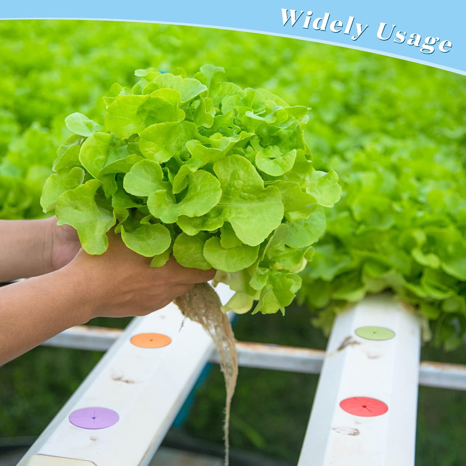 Lallisa 240 Pcs Clone Collars 2 Inch Foam Inserts for Hydroponic Cloning Machines Fits 2" Net Pots Reusable Collars for