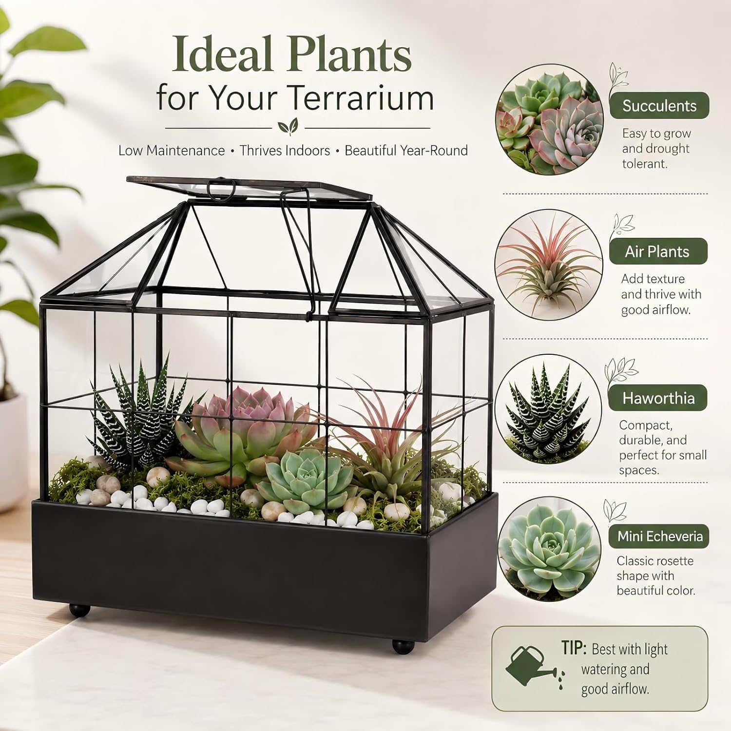 Large Tall Plant Terrarium Glass – Glass Greenhouse Terrarium with Lid and Tray,Indoor Tabletop Orchid Succulent Cacti