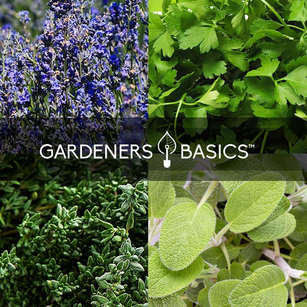 Gardeners Basics 35 Medicinal Herb Seeds Variety Pack for Planting, Non-GMO | 35 medicinal and culinary herbs; over