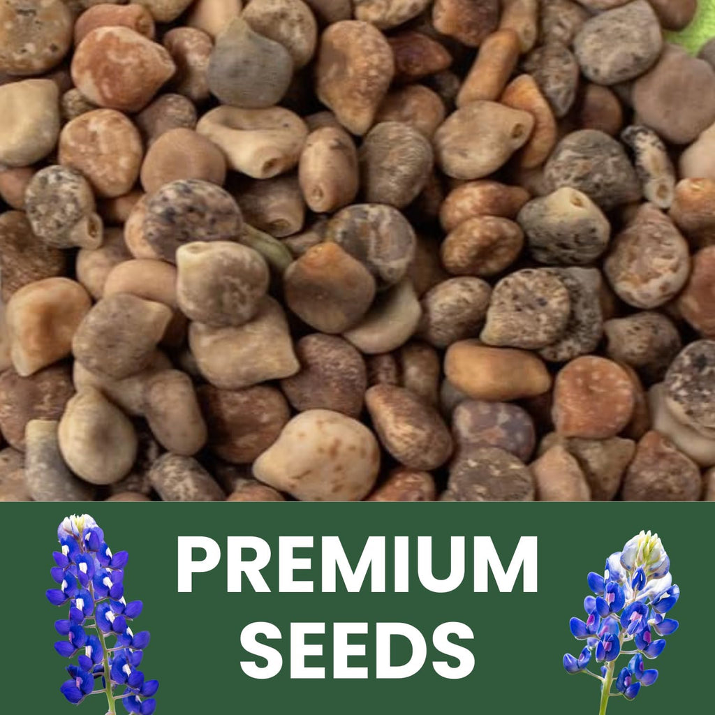 Texas Bluebonnet – 3,000 Seeds for Planting – 2026 Season – 4 Ounce Pouch