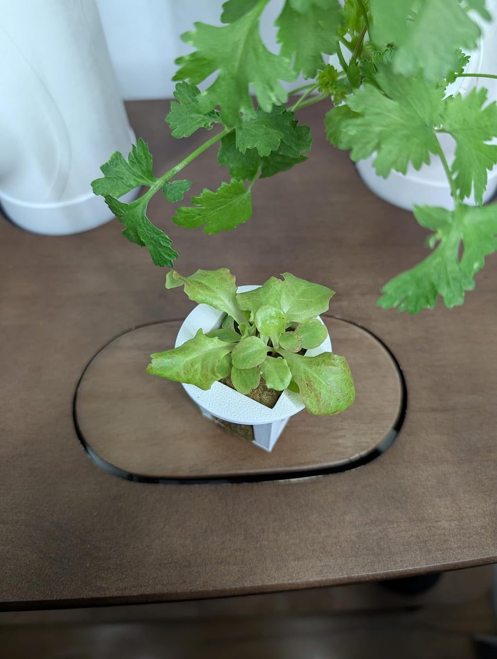 Grow Cubes for Hydroponic System/Compatible with Gardyn (10 Grow Cubes)