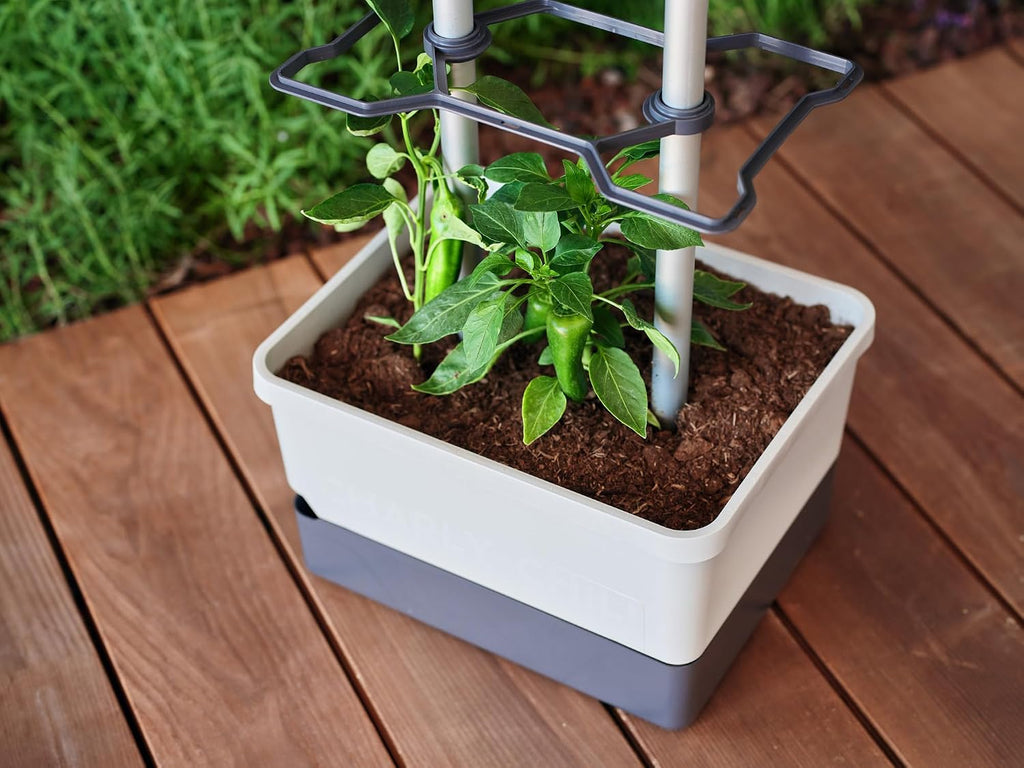 BUZZY Seeds Charly Chili Self-Watering Planter, Trellis, 1.2 Gal, Gray | Self-watering planter, aluminum trellis &
