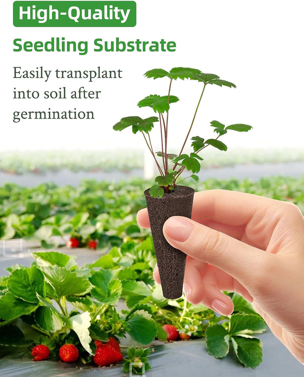 240pcs Hydroponics Seed Pod Kit: 120 Grow Sponges, 120 Pod Labels - Grow Anything Kit for Indoor Garden,Compatible with