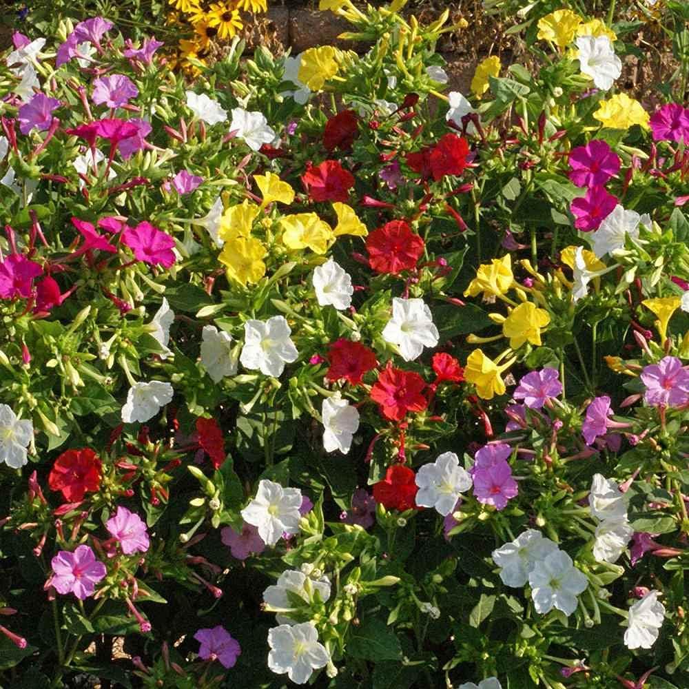 Outsidepride Mixed Four O'clock Flower Seeds - 1 lb Perennial Fragrant, Trumpet-Shaped Blooms, Deer-Proof & Easy to