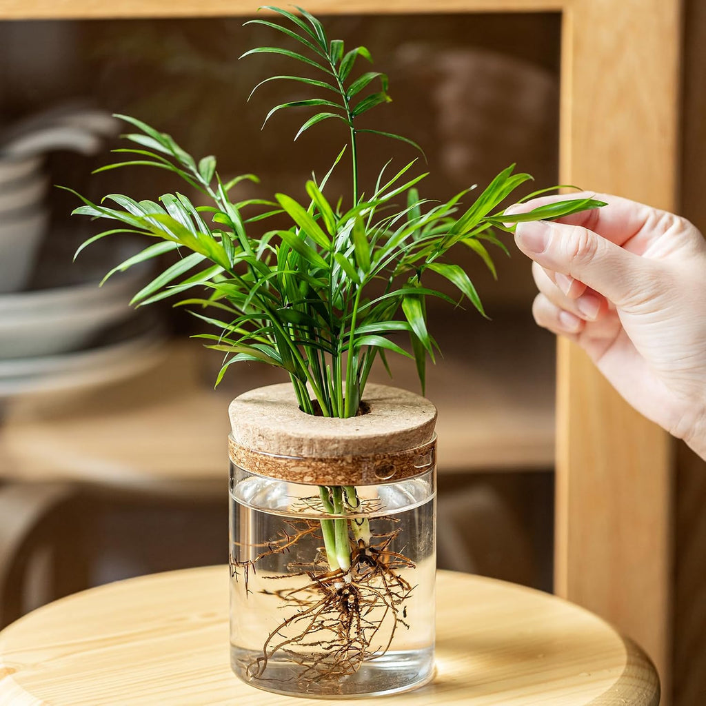 Plant Propagation Stations for Plants, 2 Size Glass Propagation Vases for Propagating Hydroponic Indoor Home Office