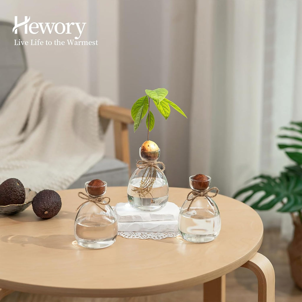 Hewory Avocado Seed Starter Vase: 3Pcs Glass Avocado Planter for Growing | Acorn Pit Sprouting Vases, Tree Pots