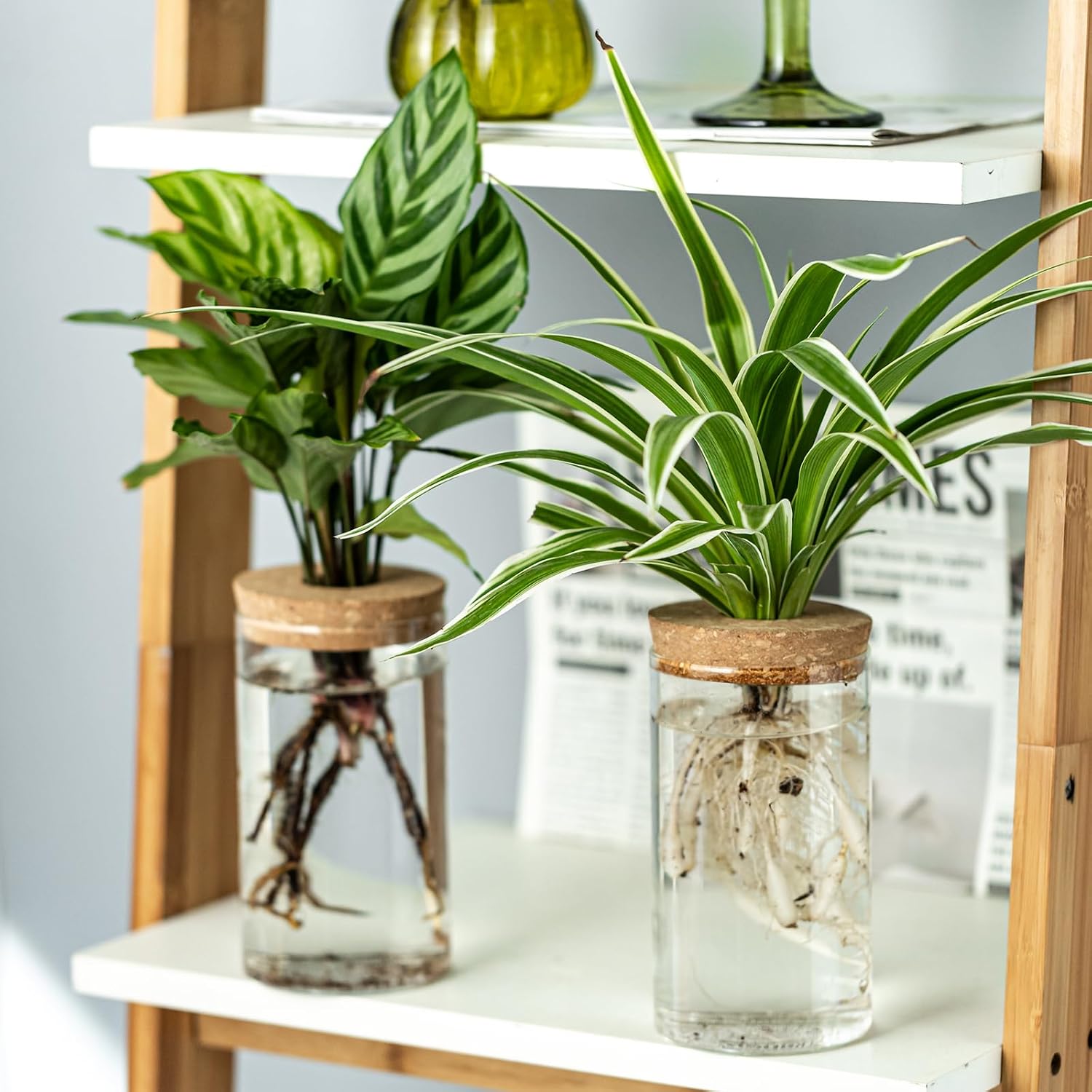 Propagation Vases for Plants, Set of 8(4 Large & 4 Small) Glass Plant Propagation Stations, Plant Propagation Jars for
