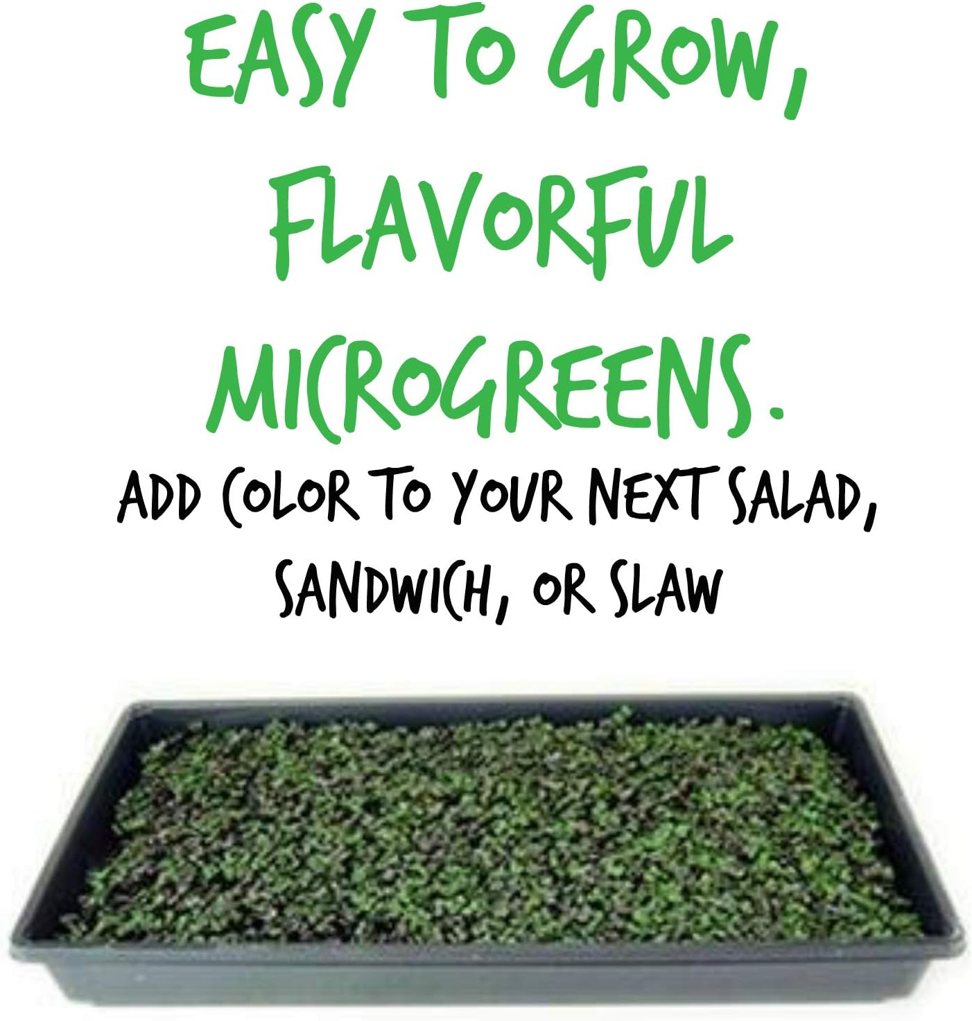 Mountain Valley Seed Co Red Acre Cabbage Microgreens & Sprouting Seeds 1 Lb | Non-GMO, Chemical-Free – High-Germination