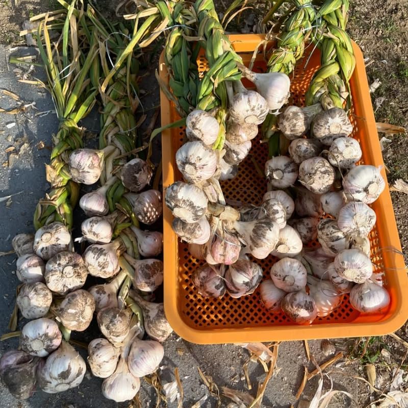 1 LB Mixed Garlic Bulbs for Planting in Fall, Hardneck Softneck Top Size | Fall Garlic Bulbs, Mix Random, Fresh and