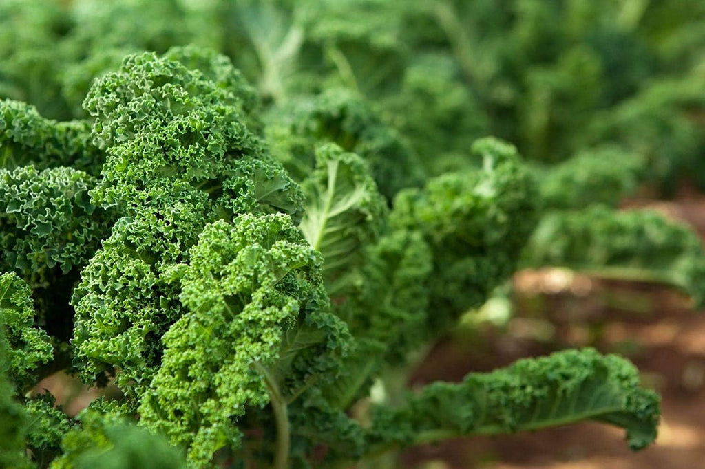 Kale Seeds, 5 Pounds – Great for Sprouting and Planting, High Germination Rate, Non-Irradiated, Kosher, Vegan, Bulk