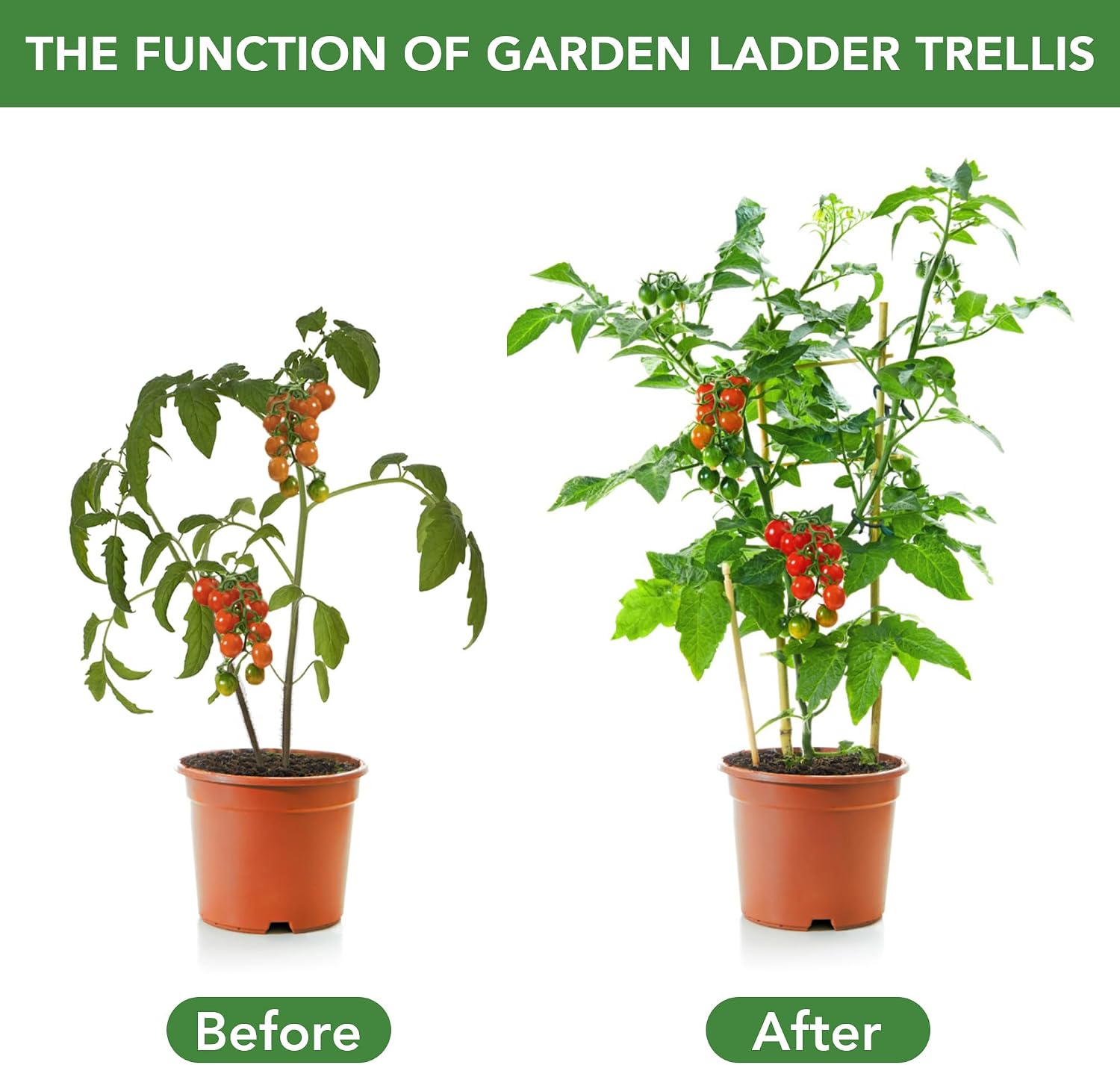 SWANGSA 6 Pack Bamboo Trellis 24 Inches for Climbing Plants, Fan-Shaped Bamboo Plant Trellis Cucumber Tomato Trellis