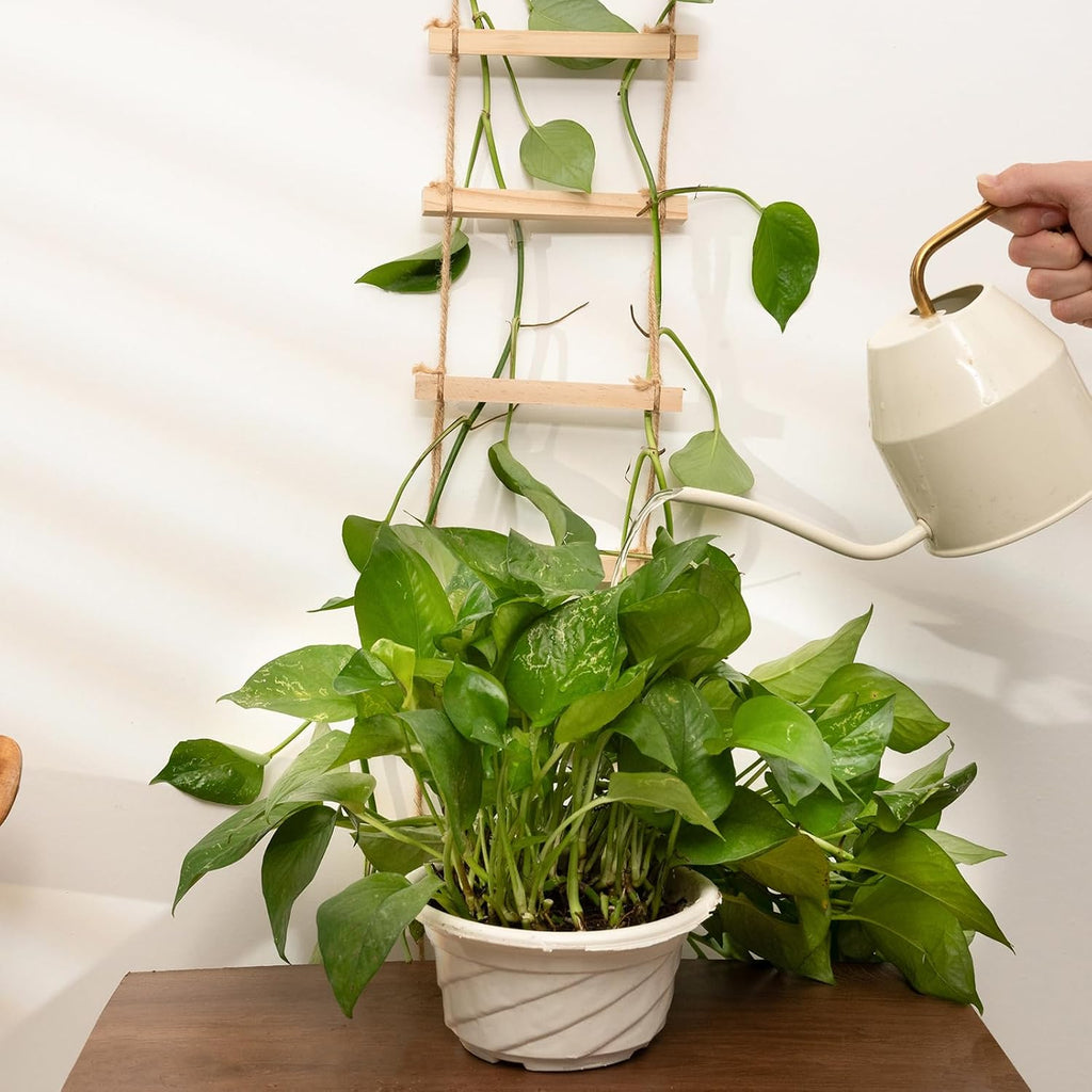 2pcs Plant Ladder Indoor Climb Plants Hanging Wooden Trellis Vine Support | Chain Trellis for Potted Plants Easy