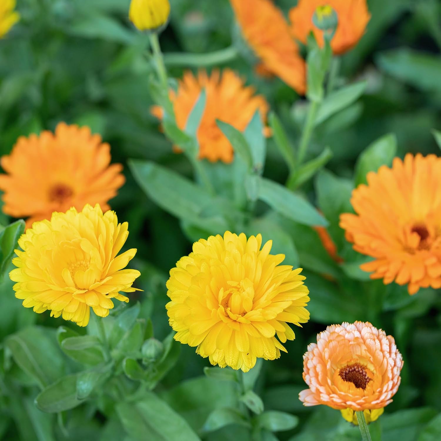 Outsidepride Mix Calendula Seeds - 5 lb. Annual Edible Flower Seeds for Planting for Dishes & Wellness Uses, with