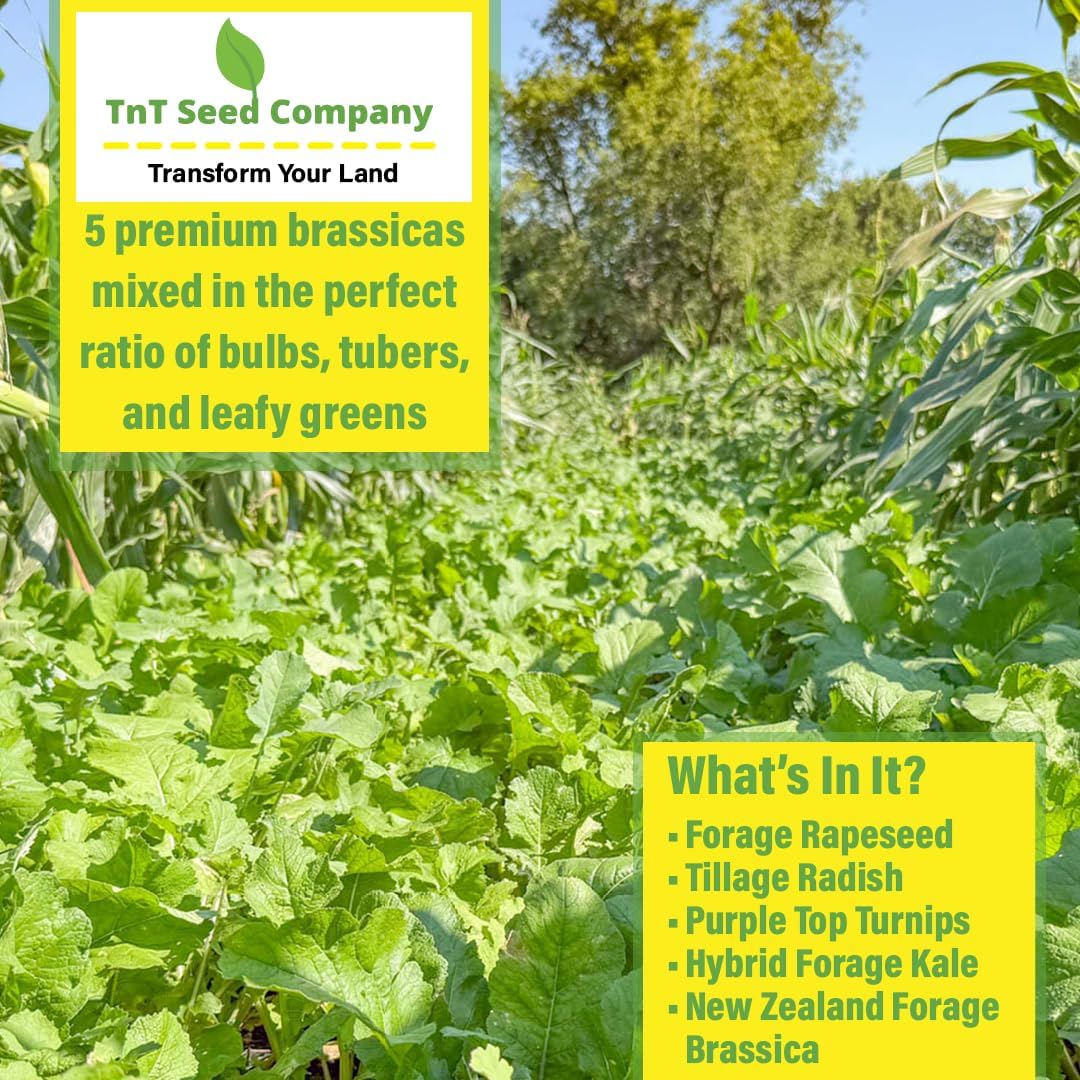 Brassica Overload Deer Food Plot Seed Mix, 1/2 Acre, Cold Hardy Annual Fall Blend, Tillage Radish, Purple Top Turnips