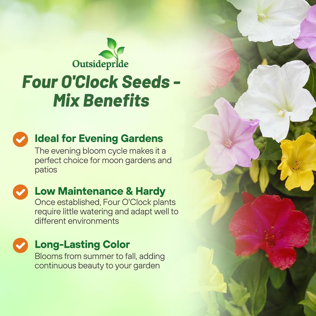 Outsidepride Mixed Four O'clock Flower Seeds - 1 lb Perennial Fragrant, Trumpet-Shaped Blooms, Deer-Proof & Easy to