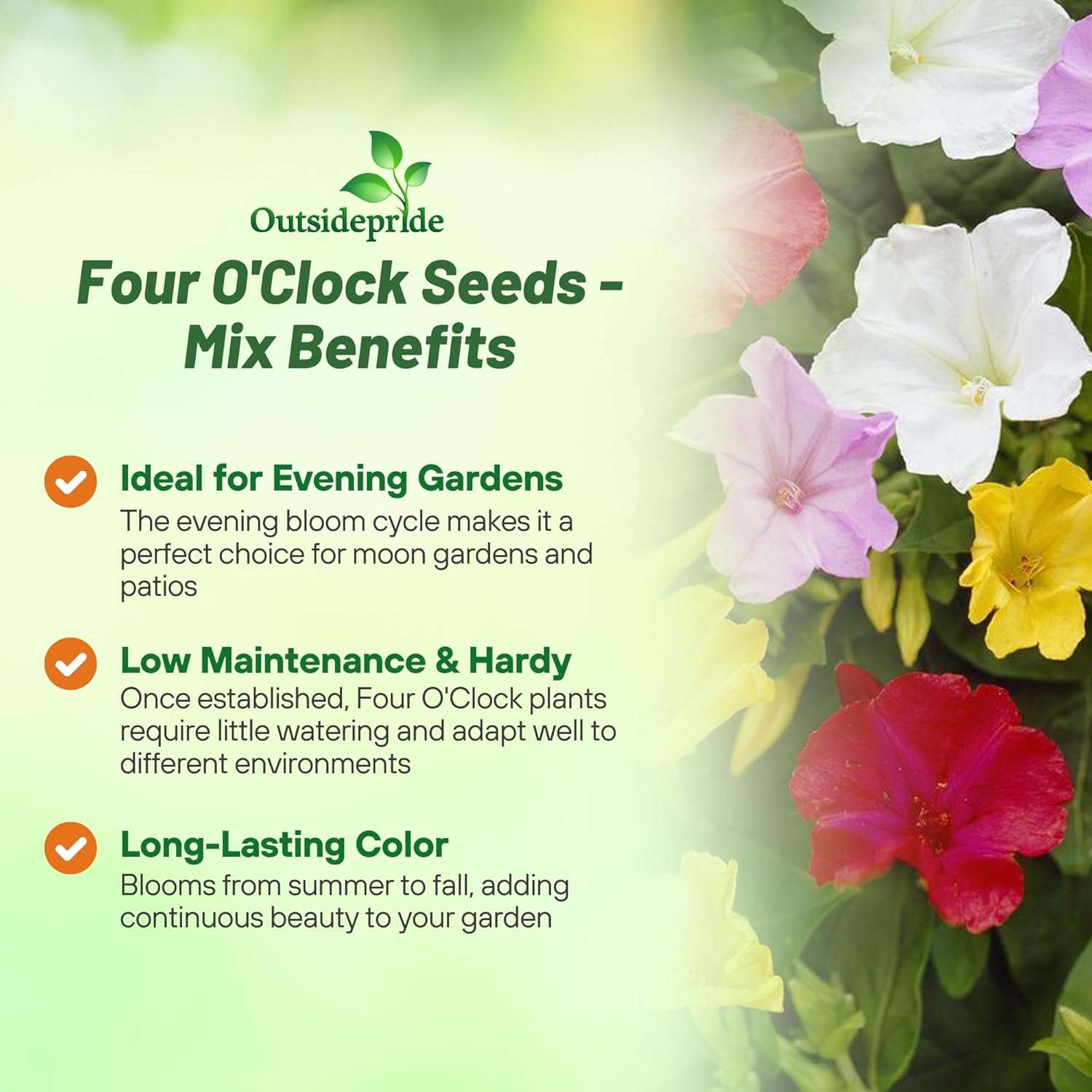 Outsidepride Mixed Four O'clock Flower Seeds - 1 lb Perennial Fragrant, Trumpet-Shaped Blooms, Deer-Proof & Easy to