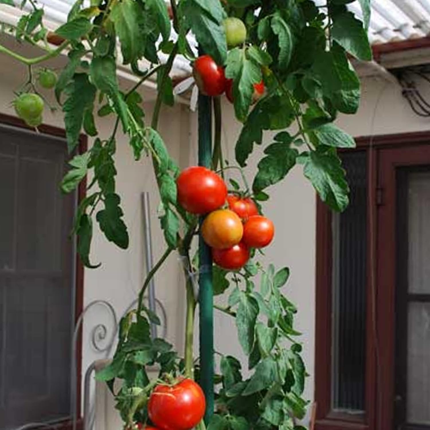 Xiny Tool Garden Stakes, 25 Pack Steel Plant Garden Tomato Stakes with Plastic Coat for Climbing Plants (25 Pack 58