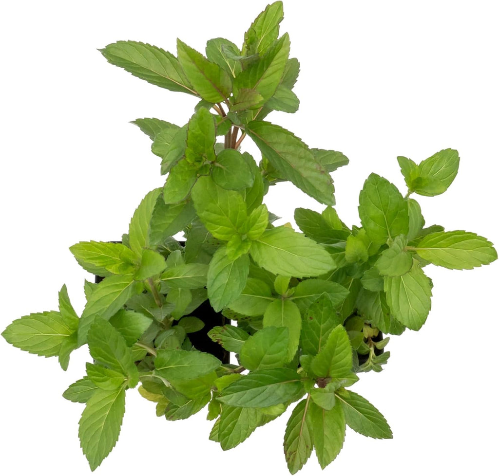 6 Chocolate Mint | Live Plants in 2.5-inch Nursery Cubes | Mentha x piperita f. citrata Chocolate Variety | Easy-Care