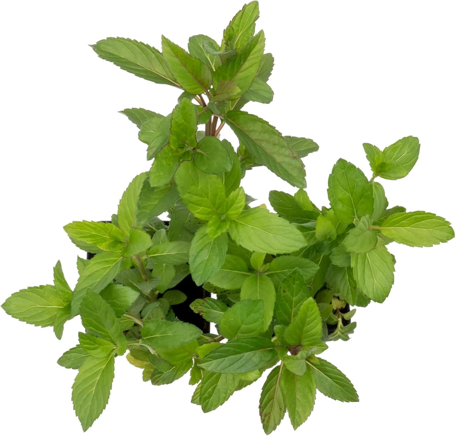 6 Chocolate Mint | Live Plants in 2.5-inch Nursery Cubes | Mentha x piperita f. citrata Chocolate Variety | Easy-Care