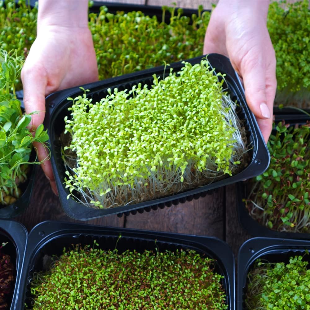 Microgreens Variety Pack (10 Varieties, 2 LBS+, Cabbage, Broccoli, Beet, Radish, Kale, Collard, Mustard, Arugula