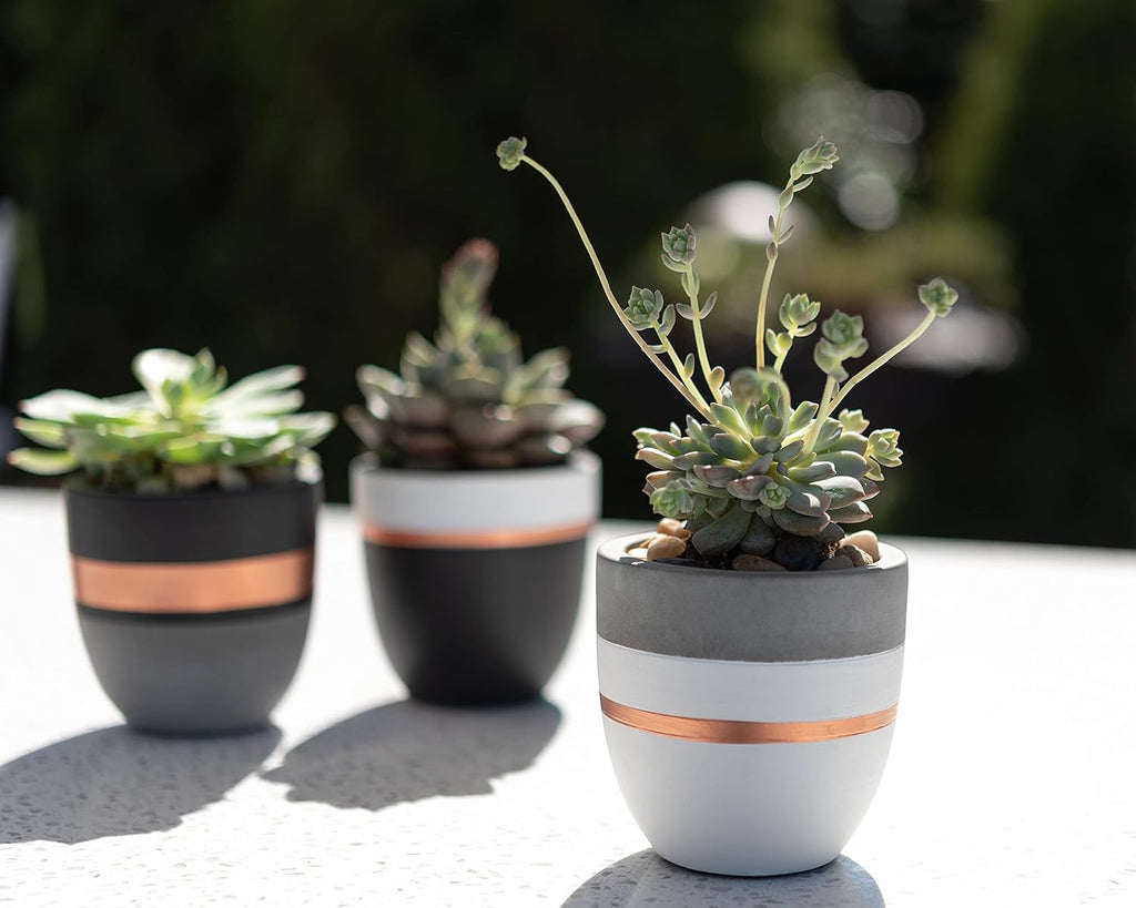 PASENITY Hand Painted Indoor Plant Pots, Set of 3 Modern Cement Succulent Pots with Drainage, Best Planters for Cactus