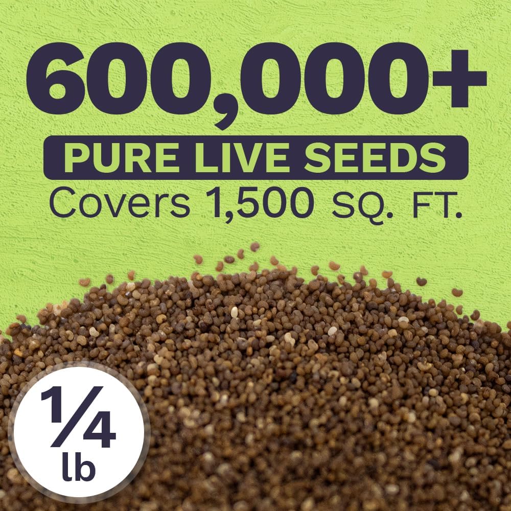 Shirley Poppy Seeds – Mixed Colors – Bulk Quarter Pound Bag – Over 800,000 Open Pollinated Non-GMO Wildflower Seeds –