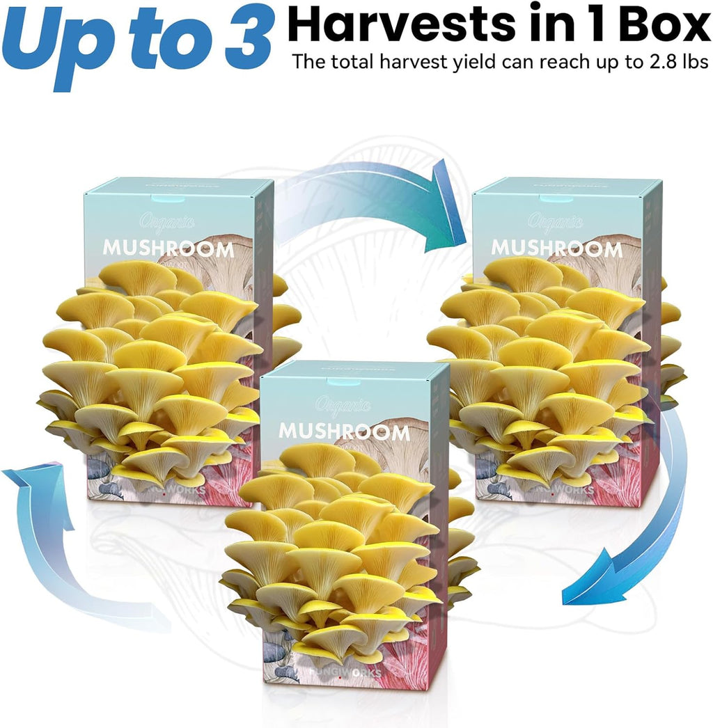 Organic Edible 4lbs Golden Oyster Mushroom Growing Kit, Made in USA, Double-Side Mushroom Grow Kit Indoor, Harvest