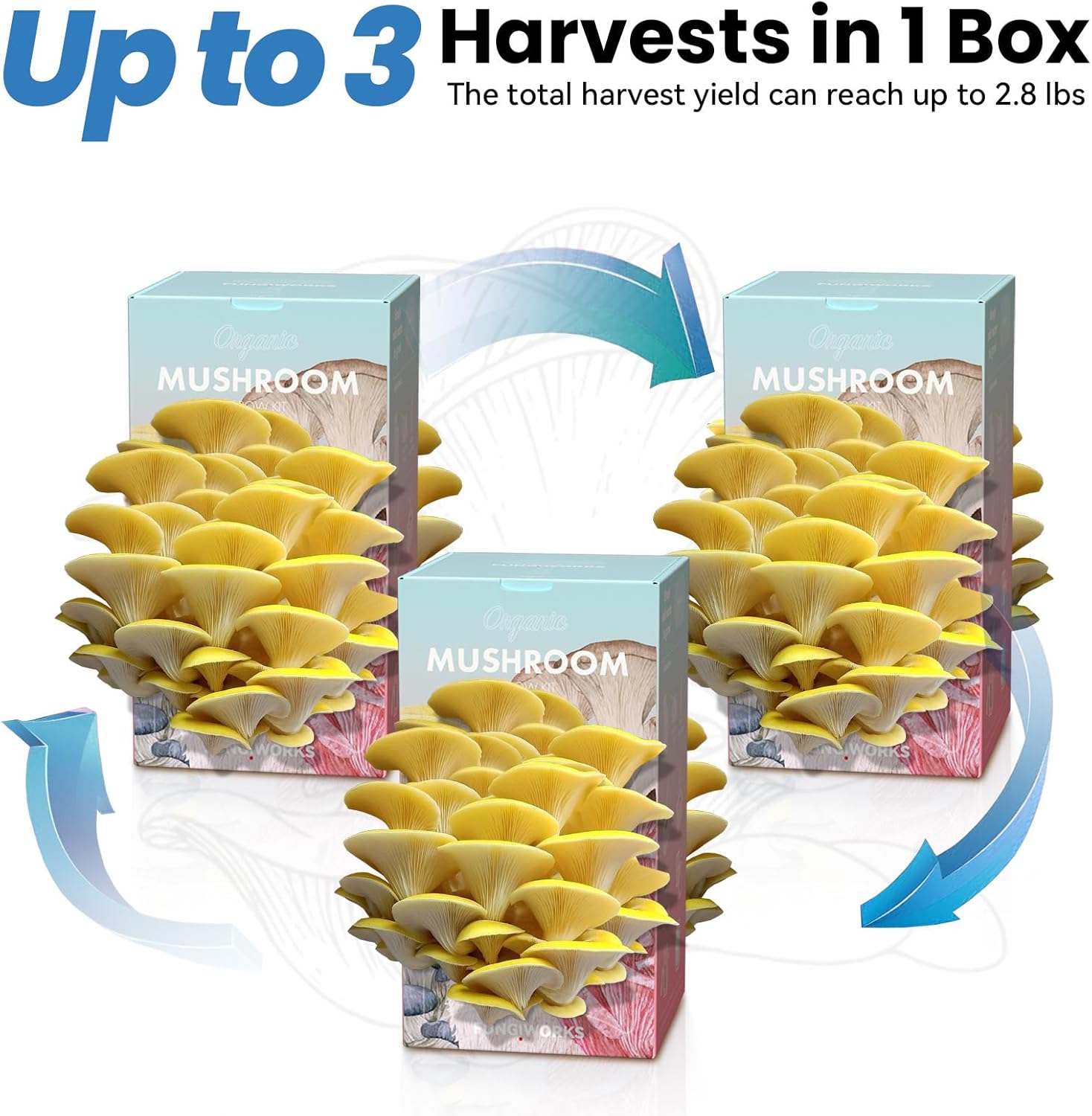 Organic Edible 4lbs Golden Oyster Mushroom Growing Kit, Made in USA, Double-Side Mushroom Grow Kit Indoor, Harvest