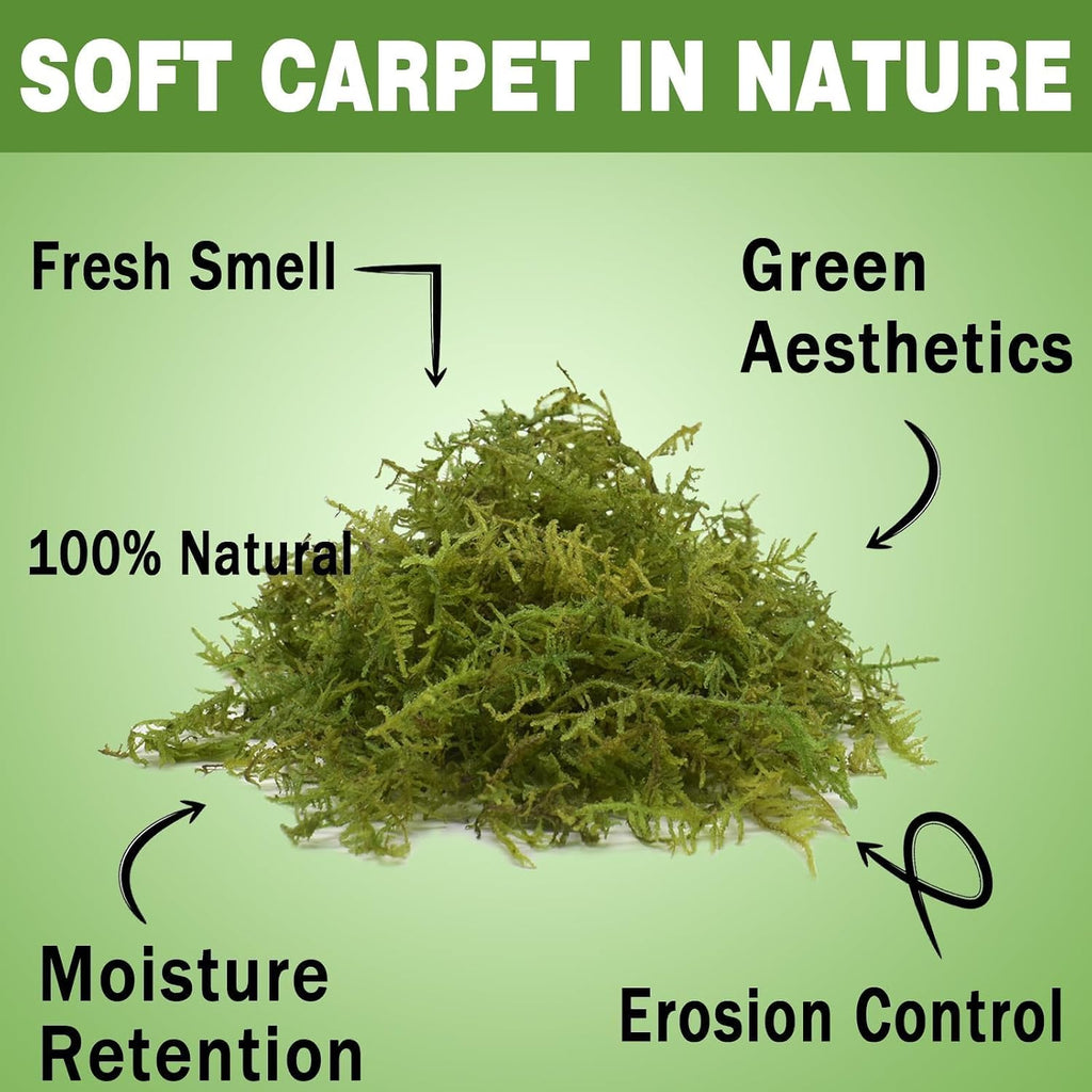 Sphagnum Moss 4.4 LB Long Fiber Green Forest Moss | Ideal for Repotting Orchids, Succulents, and Indoor Plants. Natural