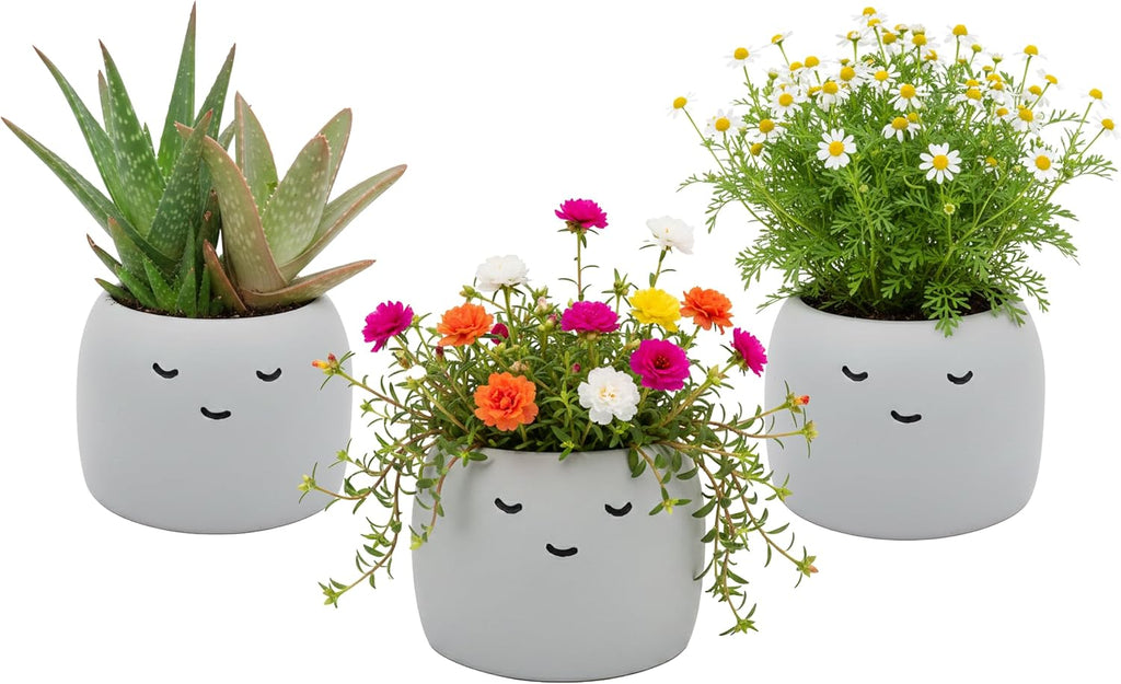 Buzzy Seeds Peaceful Face Planter Grow Kit 3-Pack - Face Ceramic Planter - Complete Indoor Gardening Kit with Seeds
