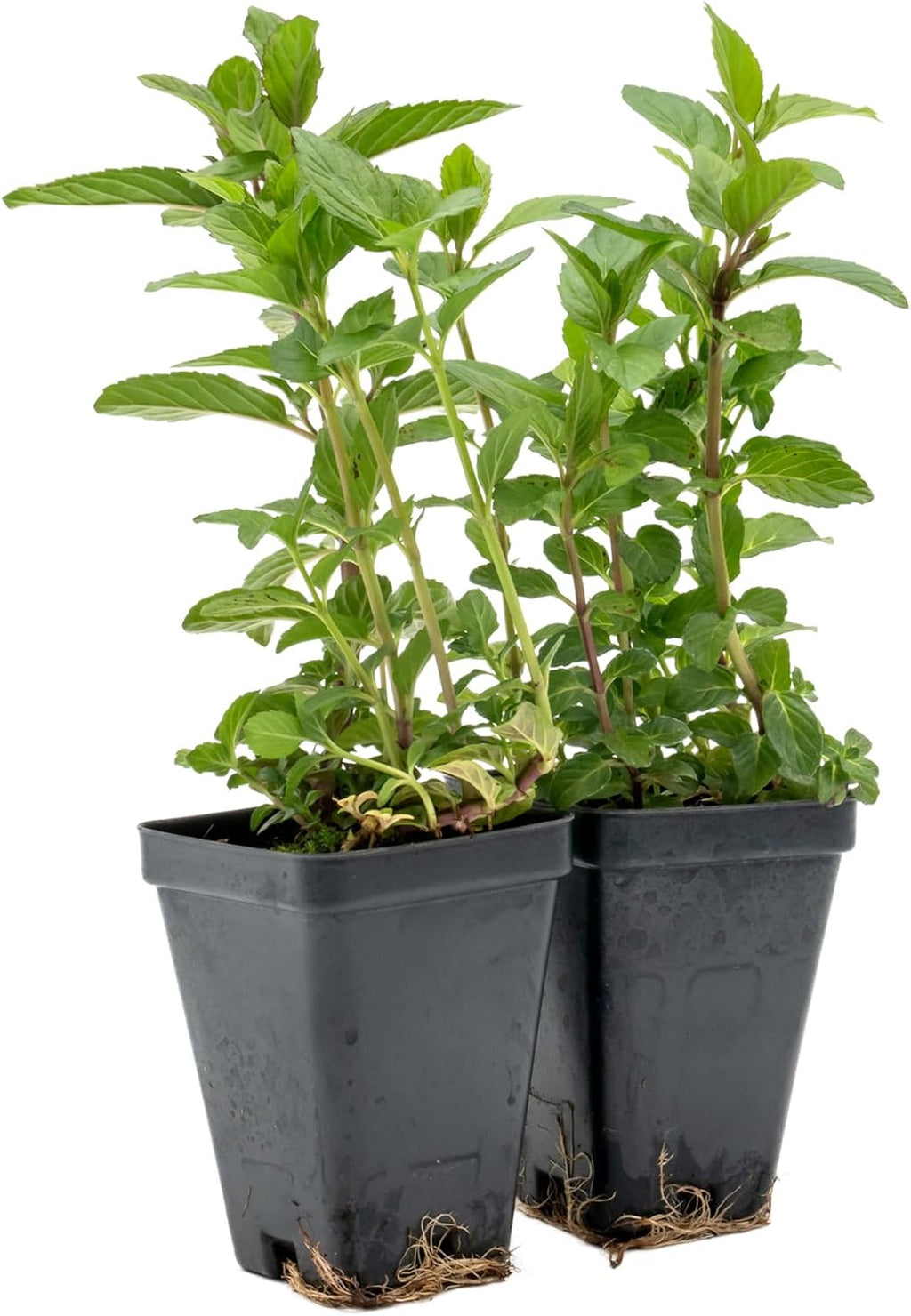 6 Chocolate Mint | Live Plants in 2.5-inch Nursery Cubes | Mentha x piperita f. citrata Chocolate Variety | Easy-Care