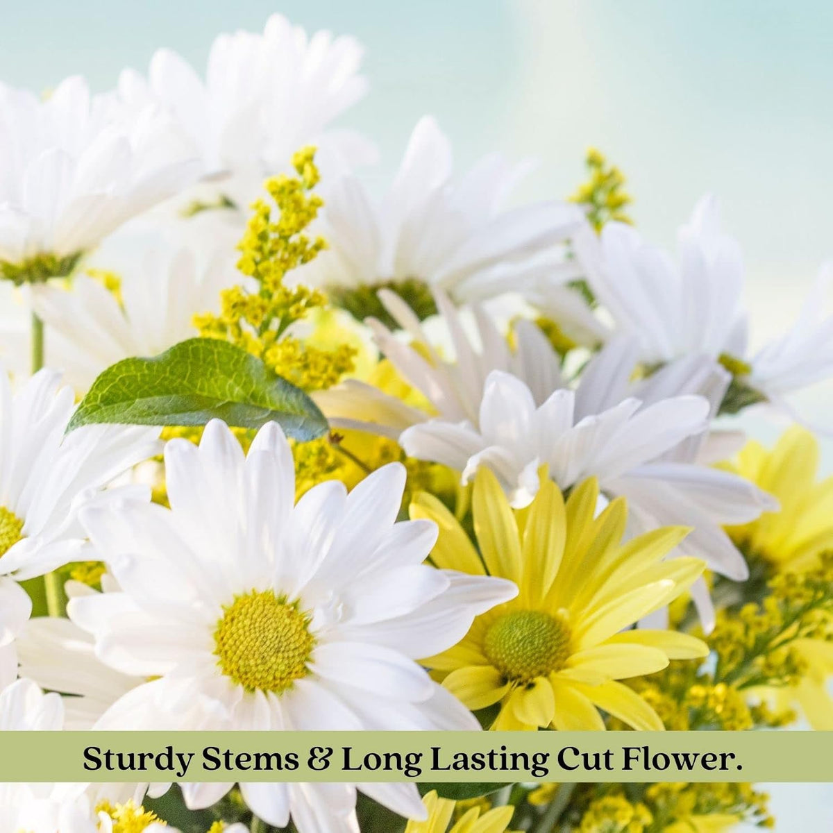 Clovers Garden Coreopsis Moonbeam (Tickseed) Plants – Two (2) Live Plants – Non-GMO - Not Seeds - Each 4" to 8" Tall –