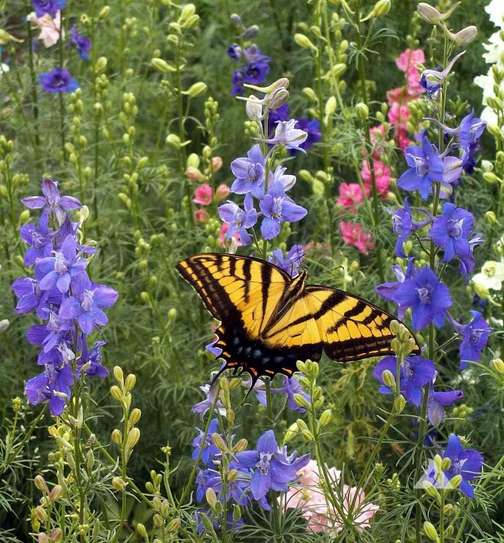Bentley Seeds Grow with Us Pre Filled Butterfly Mix Seed Packets - 25 Individual Assortment Butterfly Mix Seed Packs