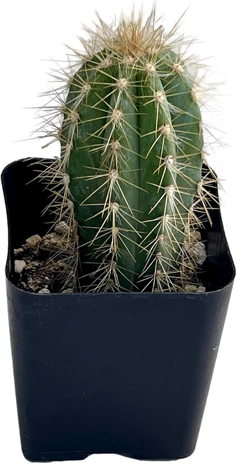 Live Mini Cactus Plants (8 Pack), Assorted Potted Cacti Variety Pack | Eight unique live cacti in 2" pots, ready to