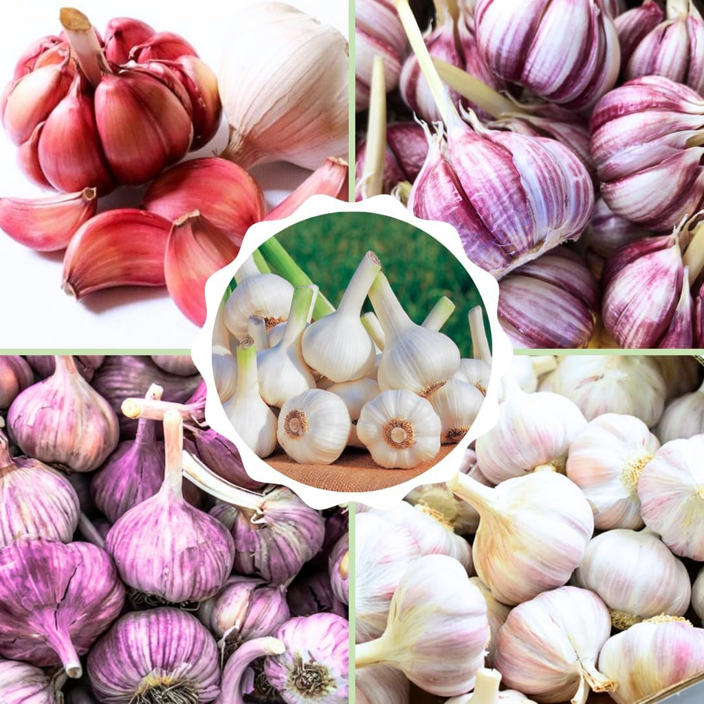 Vegetable/Herb Seeds Variety Pack - 30 Heirloom Seed Gift Kit - Made in USA