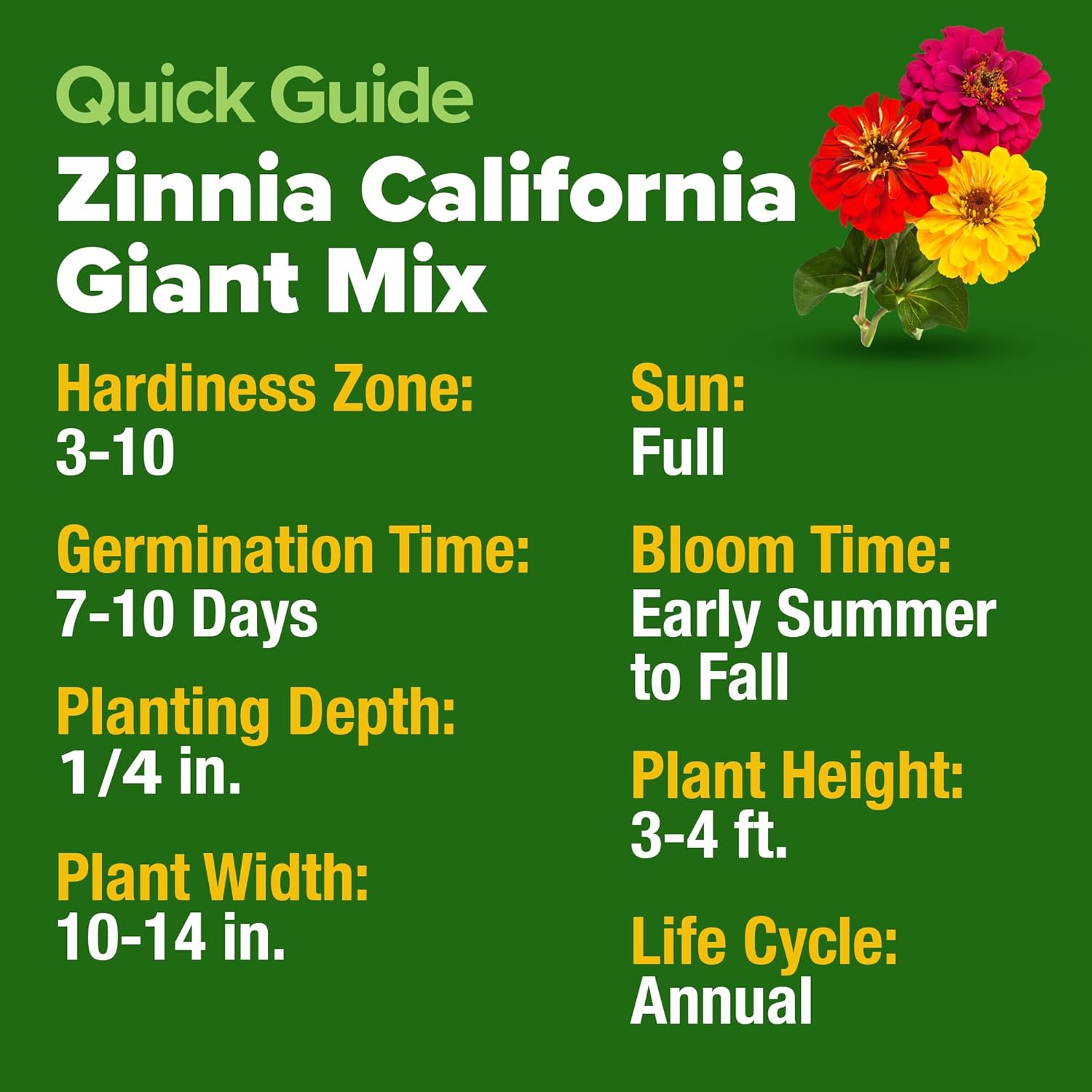 HOME GROWN Zinnia Seeds for 2026 - California Giant Mix - 14,600+ (4 oz) Plant Wildflower Blooms Bulk Seeds for